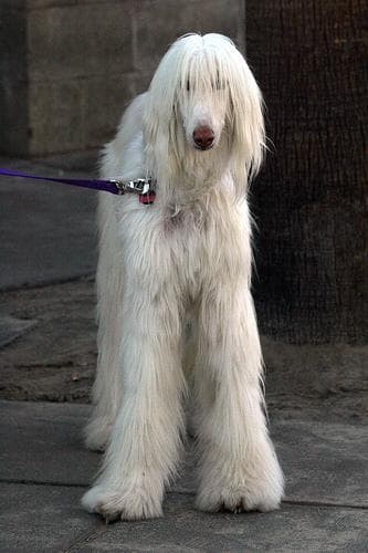 Afghan Hound