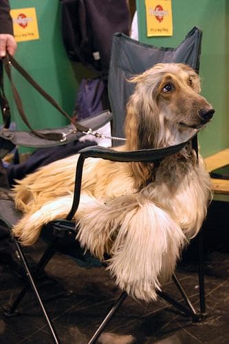 Afghan Hound