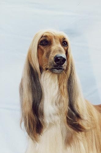Afghan Hound