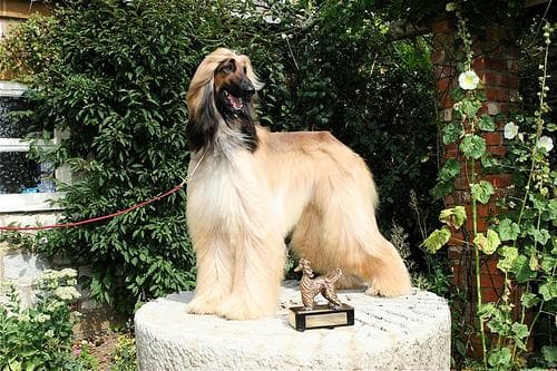 Afghan Hound