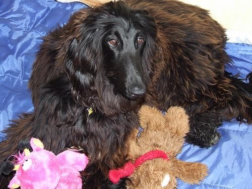 Afghan Hound