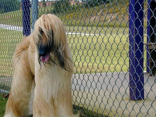 Afghan Hound