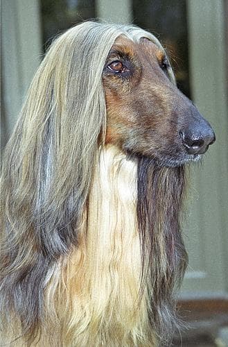 Afghan Hound