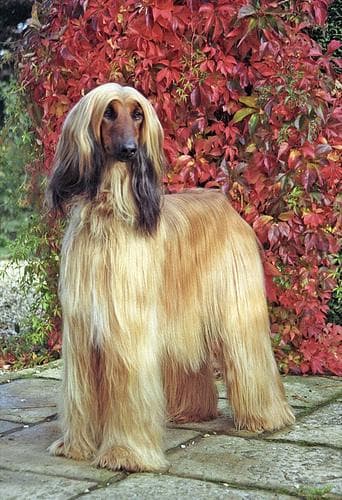 Afghan Hound
