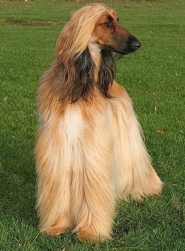 Afghan Hound