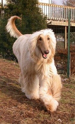 Afghan Hound