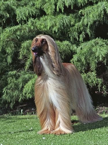 Afghan Hound
