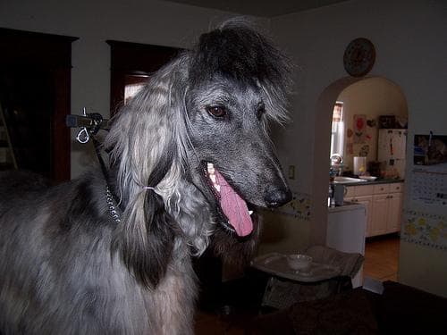 Afghan Hound