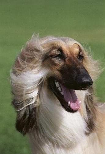 Afghan Hound