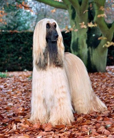 Afghan Hound