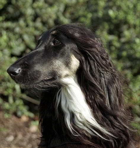 Afghan Hound
