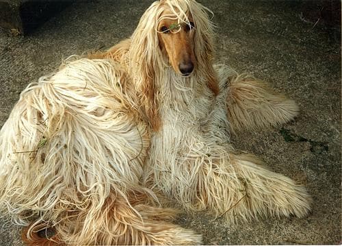 Afghan Hound