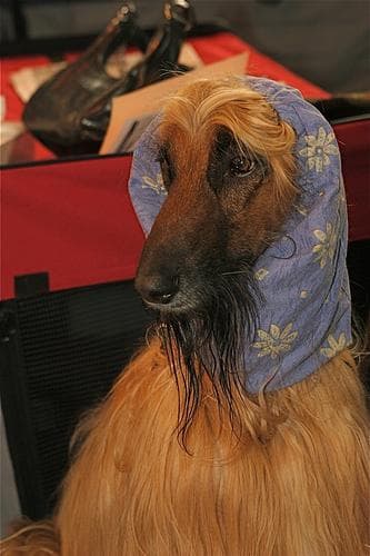 Afghan Hound