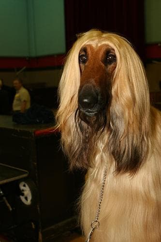 Afghan Hound