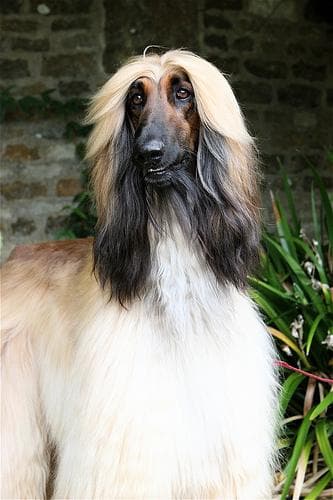 Afghan Hound