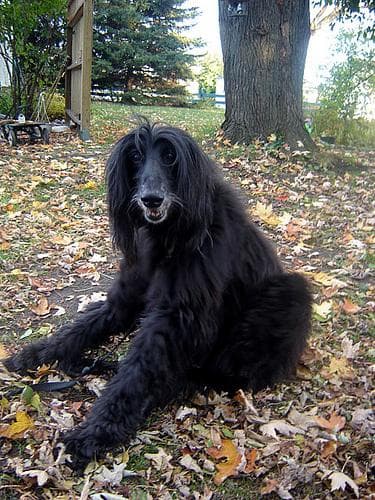 Afghan Hound