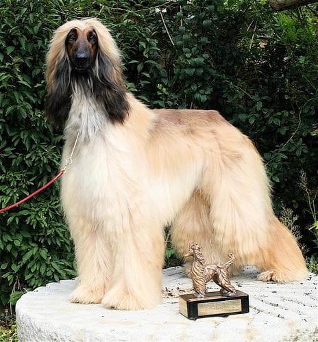 Afghan Hound
