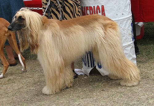 Afghan Hound