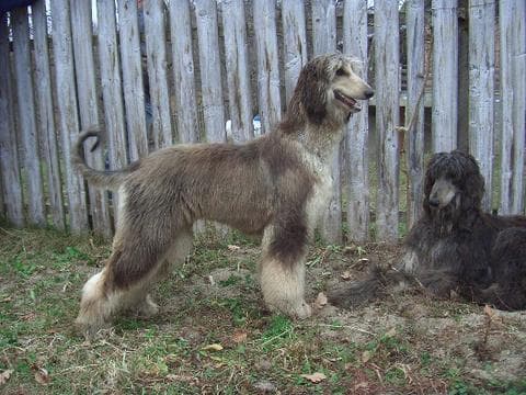 Afghan Hound