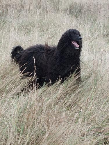 Afghan Hound