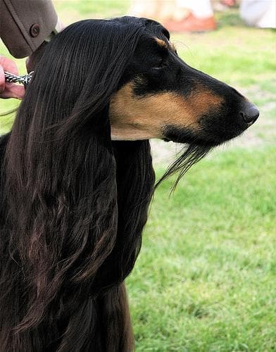 Afghan Hound