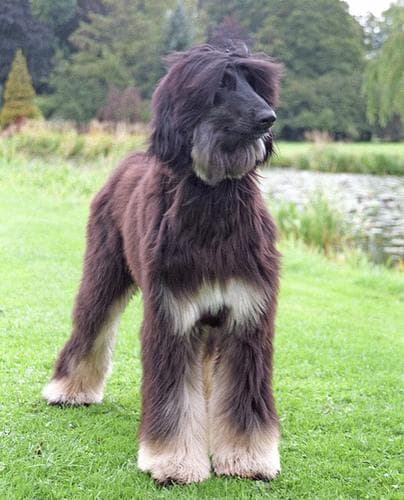 Afghan Hound