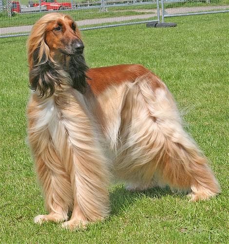 Afghan Hound