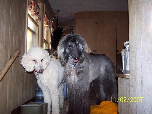 Afghan Hound