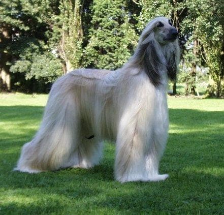 Afghan Hound