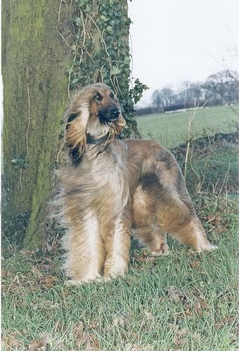 Afghan Hound