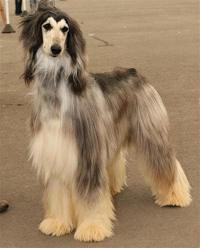 Afghan Hound