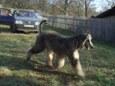Afghan Hound