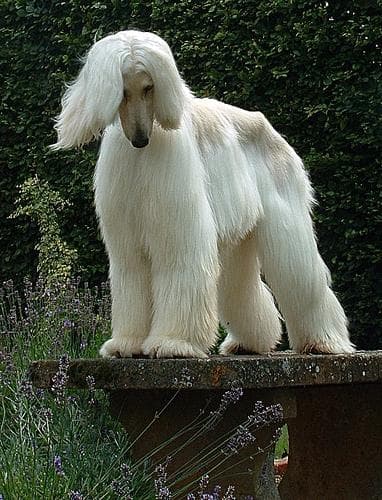 Afghan Hound