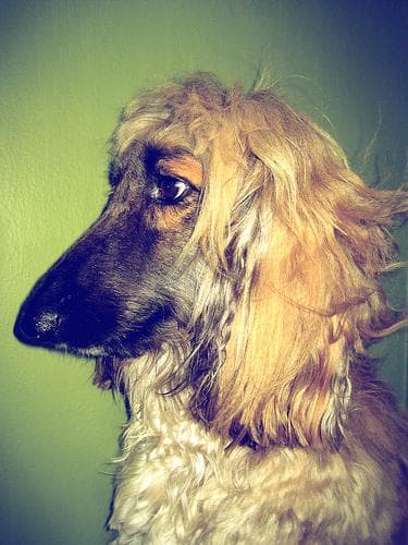 Afghan Hound