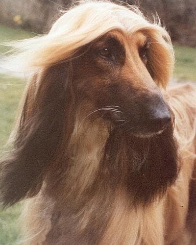 Afghan Hound