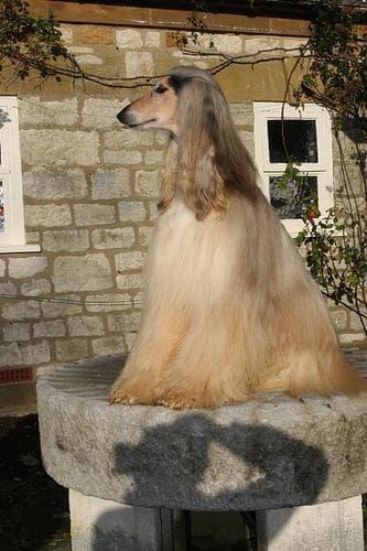 Afghan Hound