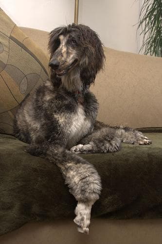 Afghan Hound