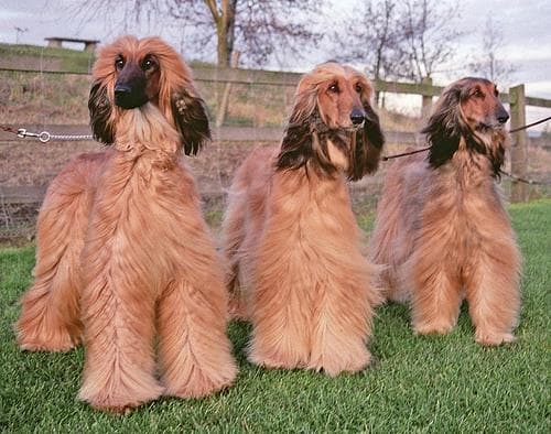 Afghan Hound