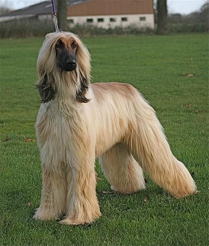 Afghan Hound