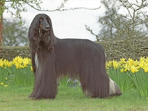 Afghan Hound