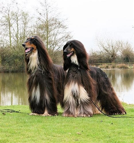 Afghan Hound