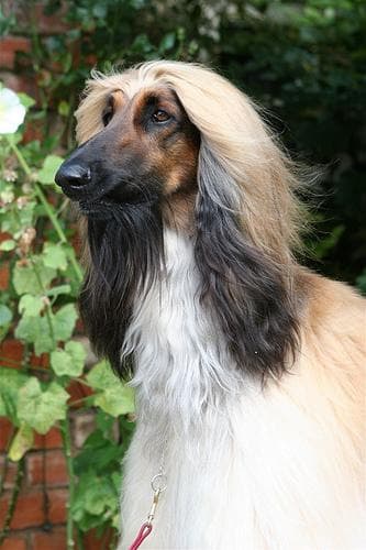 Afghan Hound