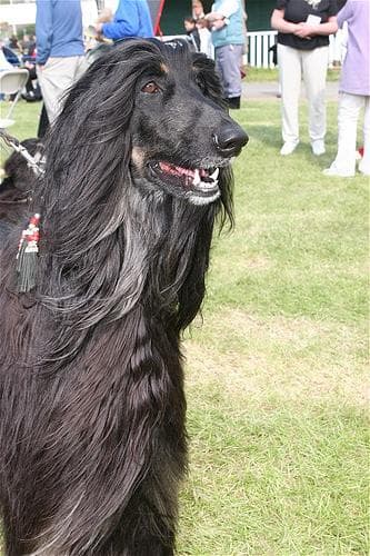 Afghan Hound