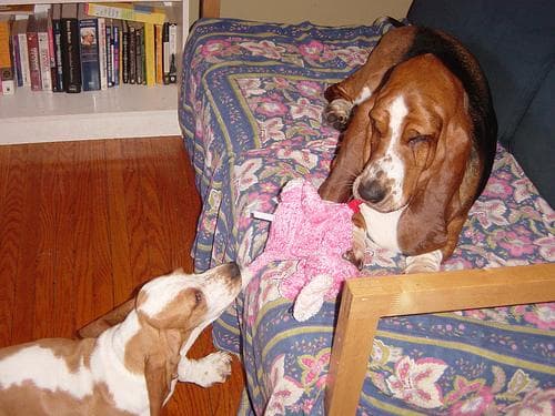 Basset Hound