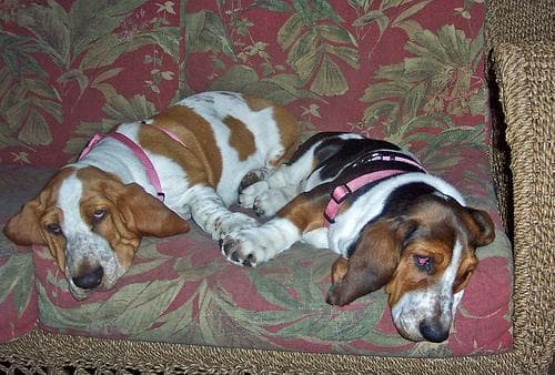 Basset Hound