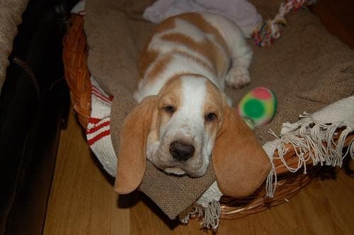 hound