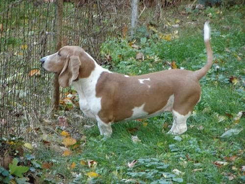 Basset Hound