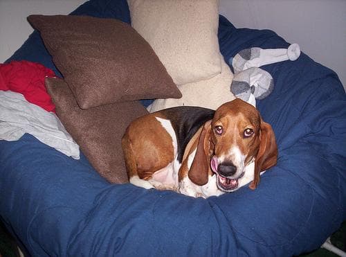 Basset Hound