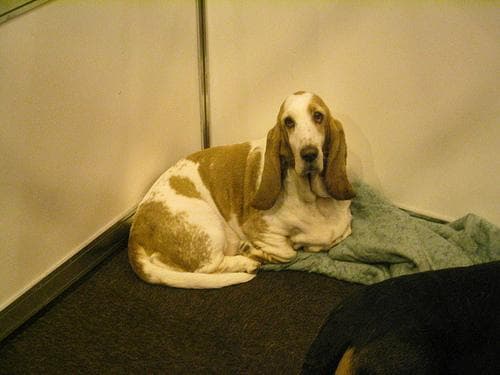 Basset Hound
