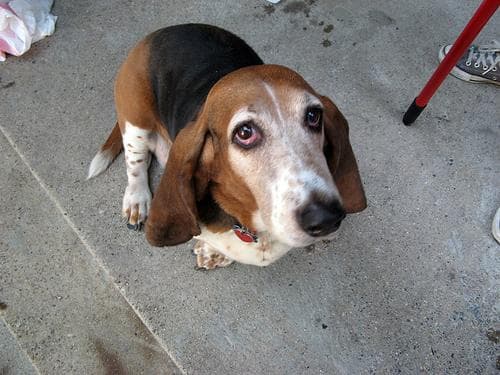 Basset Hound